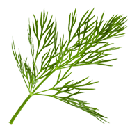 Dill