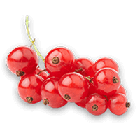 Currant