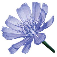 Chicory