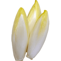 Endive