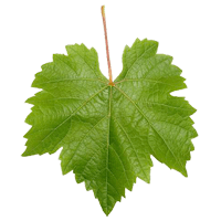 Grape leaves