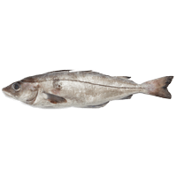 Haddock