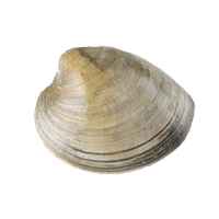 Clam